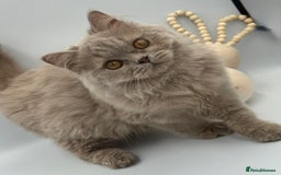 British Shorthair cats for sale: REGISTERED FULL PEDIGREE BRITISH LONGHAIR   - Image 7