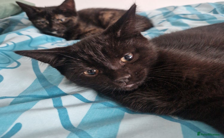 Mixed Breed cats - Advert 3