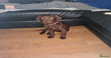 Labrador Retriever dogs - Advert 7