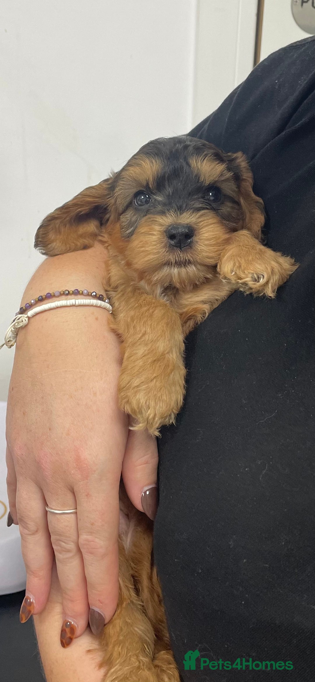 Cockapoo dogs for sale: Cuddly, cute, calm, sable Cockapoo puppies  - Image 15