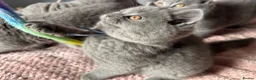 British Shorthair cats for sale: British short /longhair gccf  kittens  - Advert 15