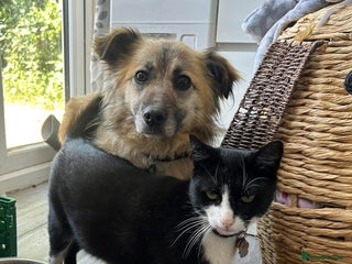 Mixed Breed dogs Ivor - Norwich Norfolk in Norwich - Advert 15