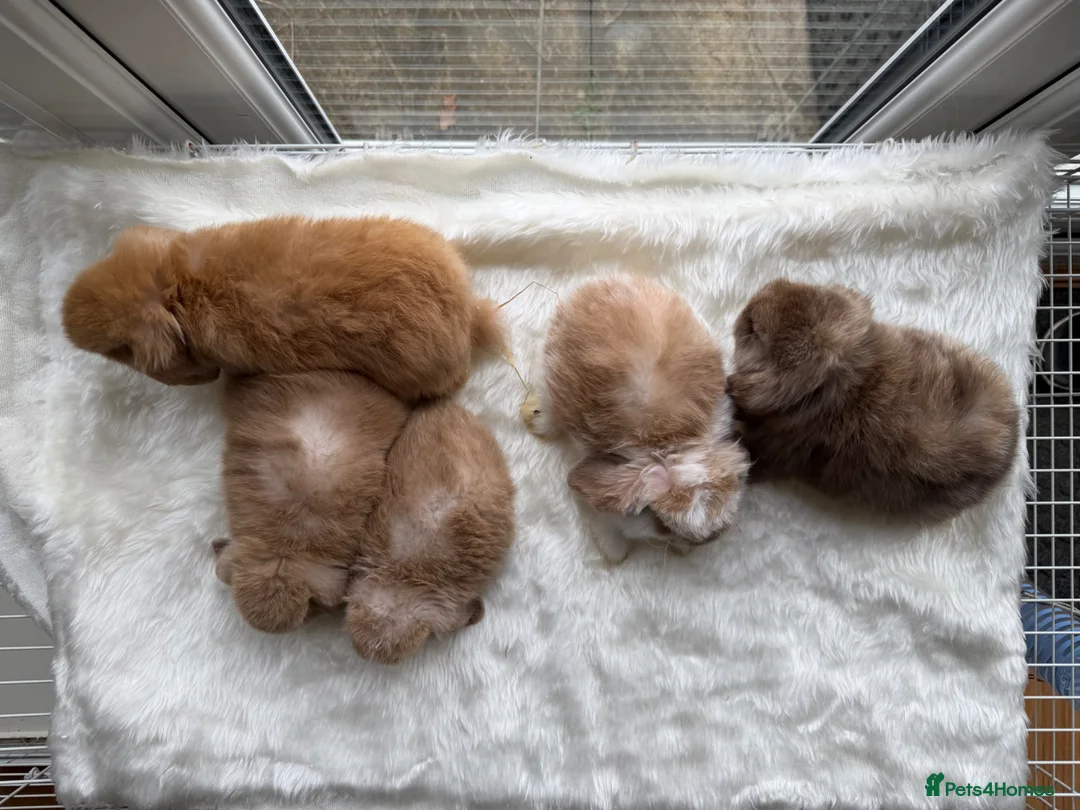 Mini Lop rabbits for sale: Adorable mini lop rabbits  - Advert 2