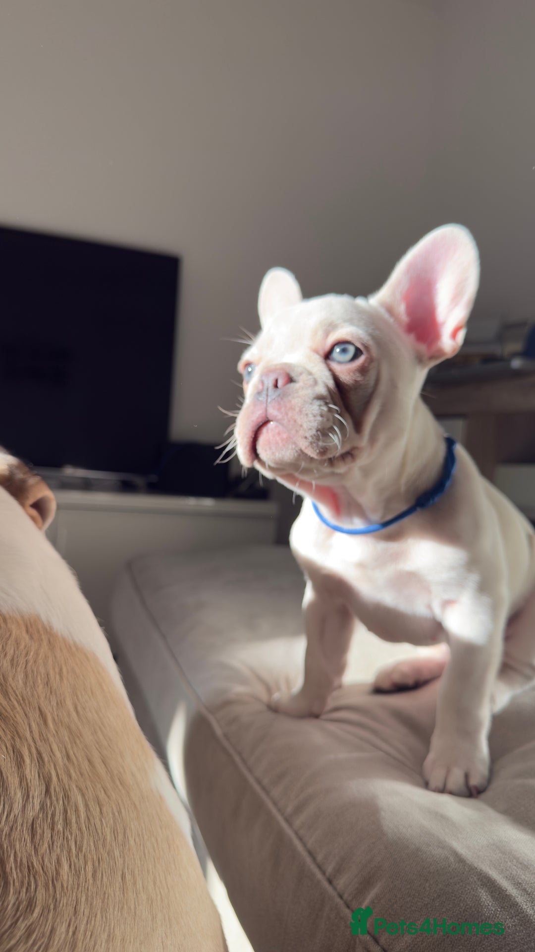 French Bulldog dogs for sale: French Bulldogs For Sale - Advert 1