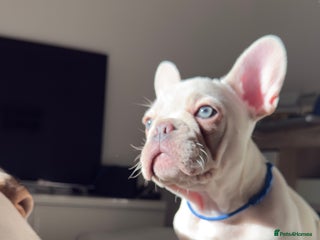 French Bulldog dogs French Bulldogs For Sale - Advert 6