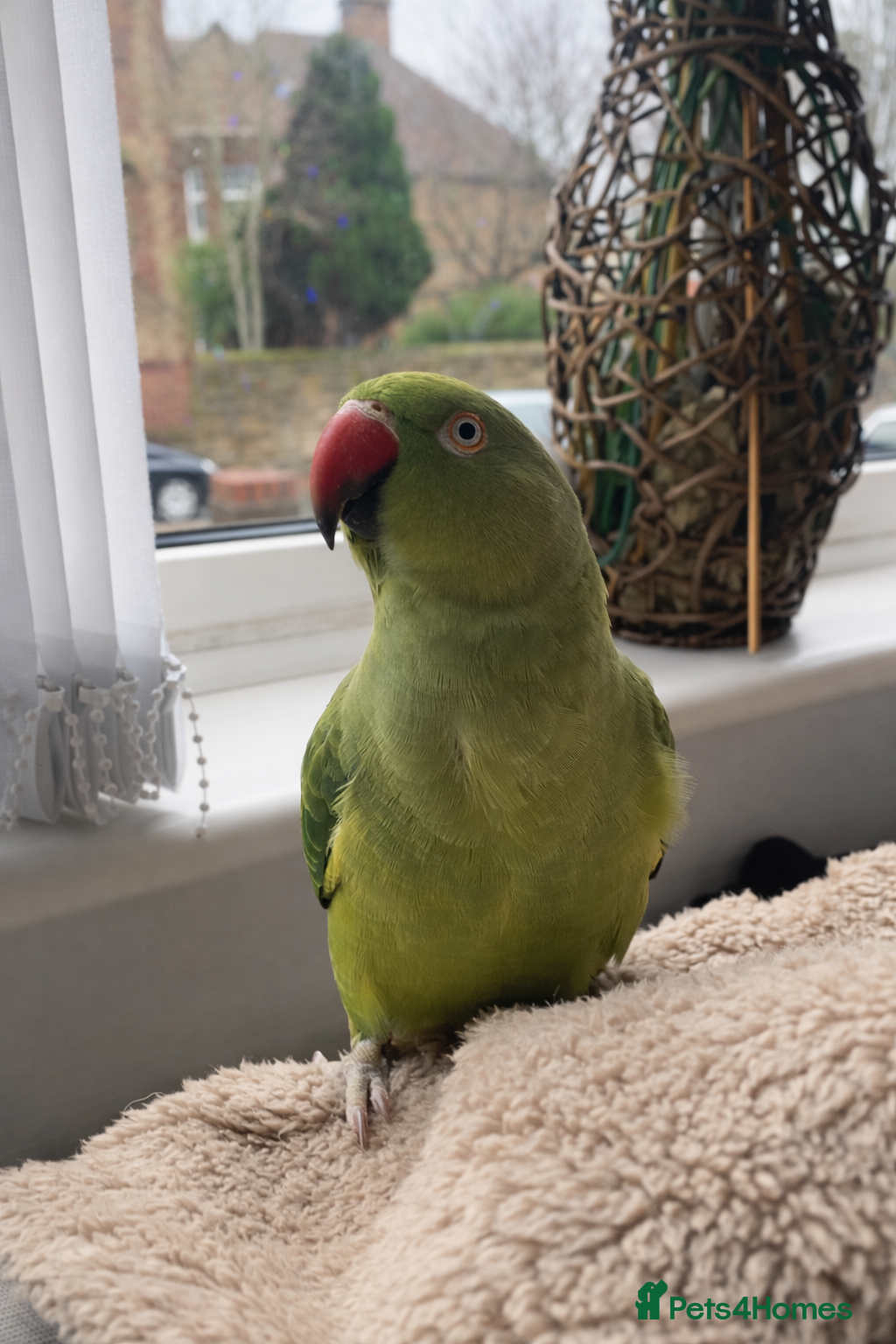 Ringnecks birds Indian ring neck parrot - Advert 1