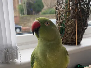 Ringnecks birds Indian ring neck parrot - Advert 2