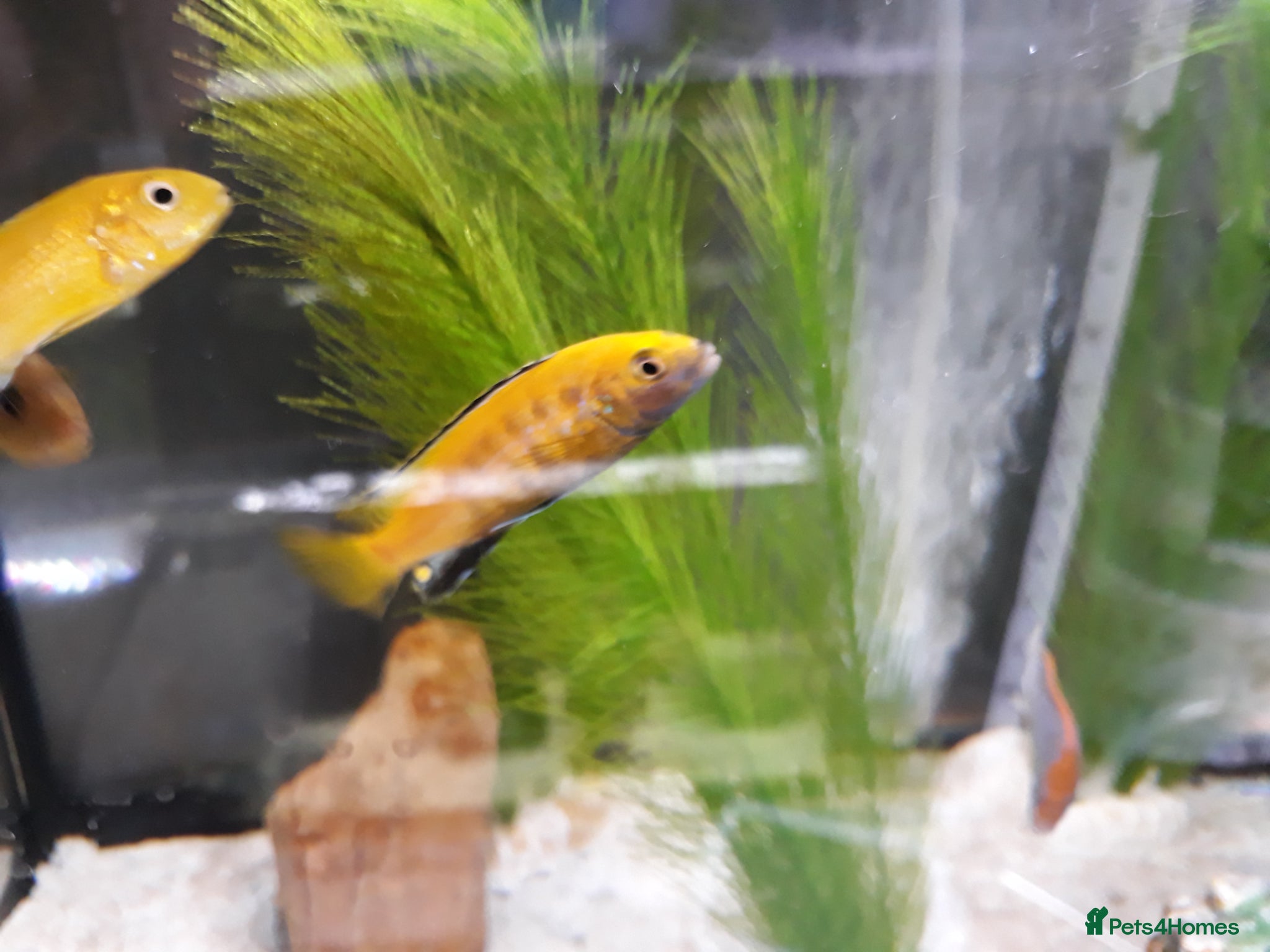 Cichlids fish Mixed Mbuna  - Advert 1