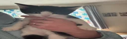 Mixed Breed cats for sale: kittens - Advert 2