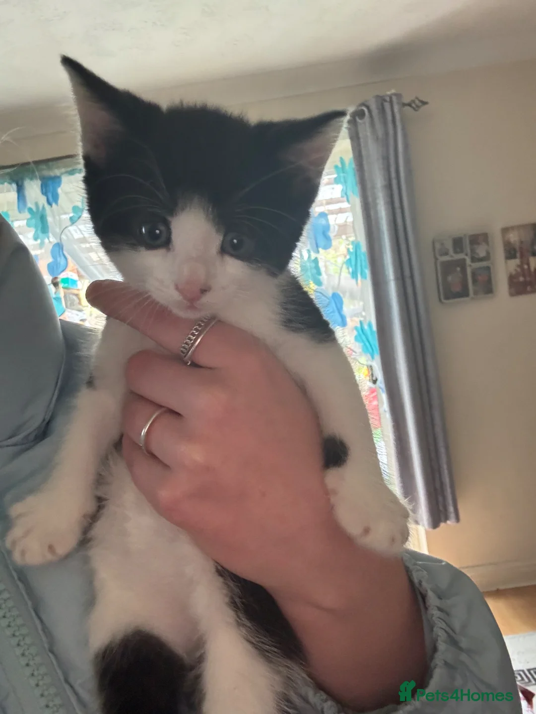 Mixed Breed cats for sale: kittens - Advert 2