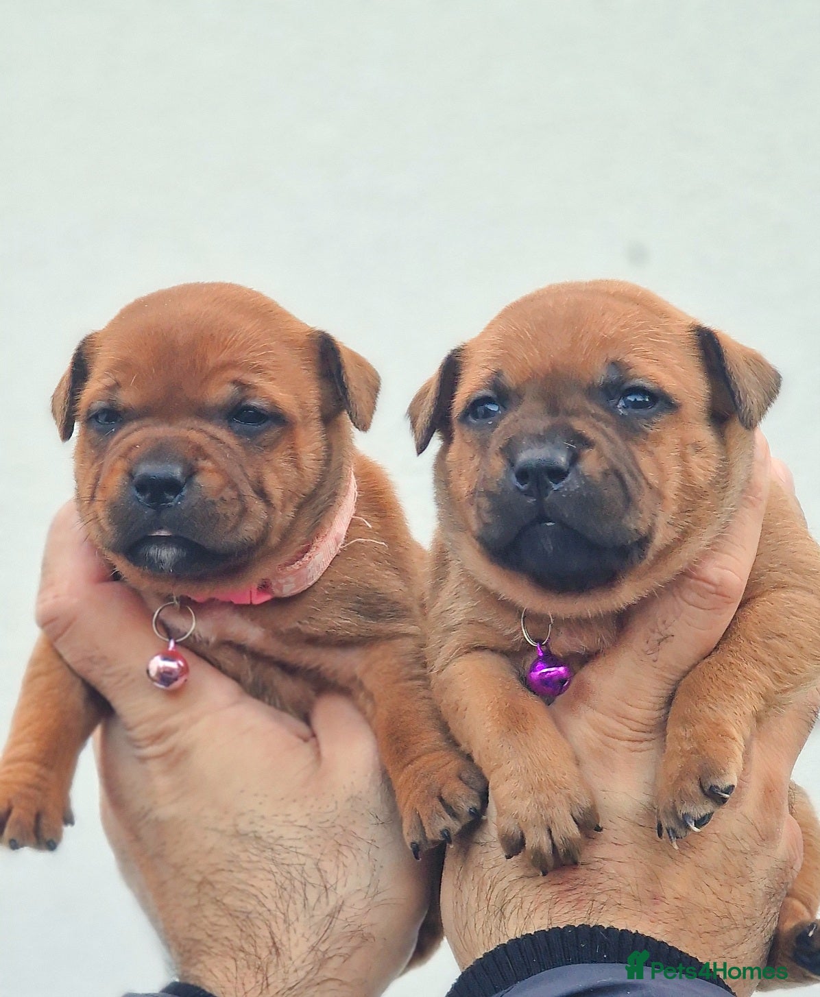 Staffordshire Bull Terrier dogs SHOW QUAILTY RED STAFF PUPPIES COI 2.9% 🐶 🔥🔥😍 - Advert 3