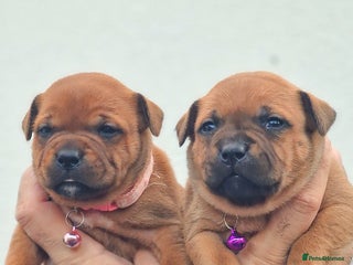 Staffordshire Bull Terrier dogs SHOW QUAILTY RED STAFF PUPPIES COI 2.9% 🐶 🔥🔥😍 - Advert 3