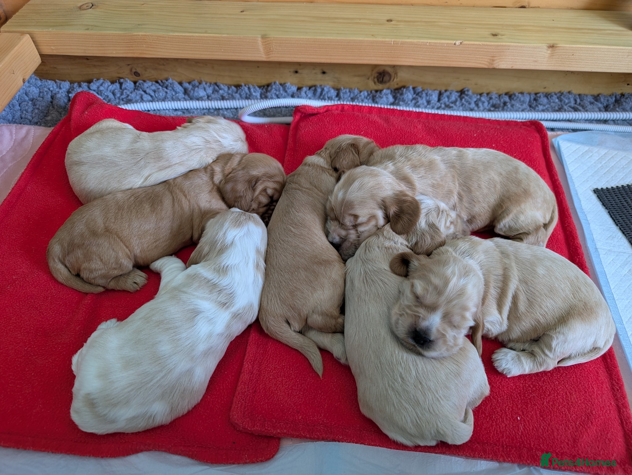 Cocker Spaniel dogs KC Registered Show Cocker Spaniel Pups  - Advert 1