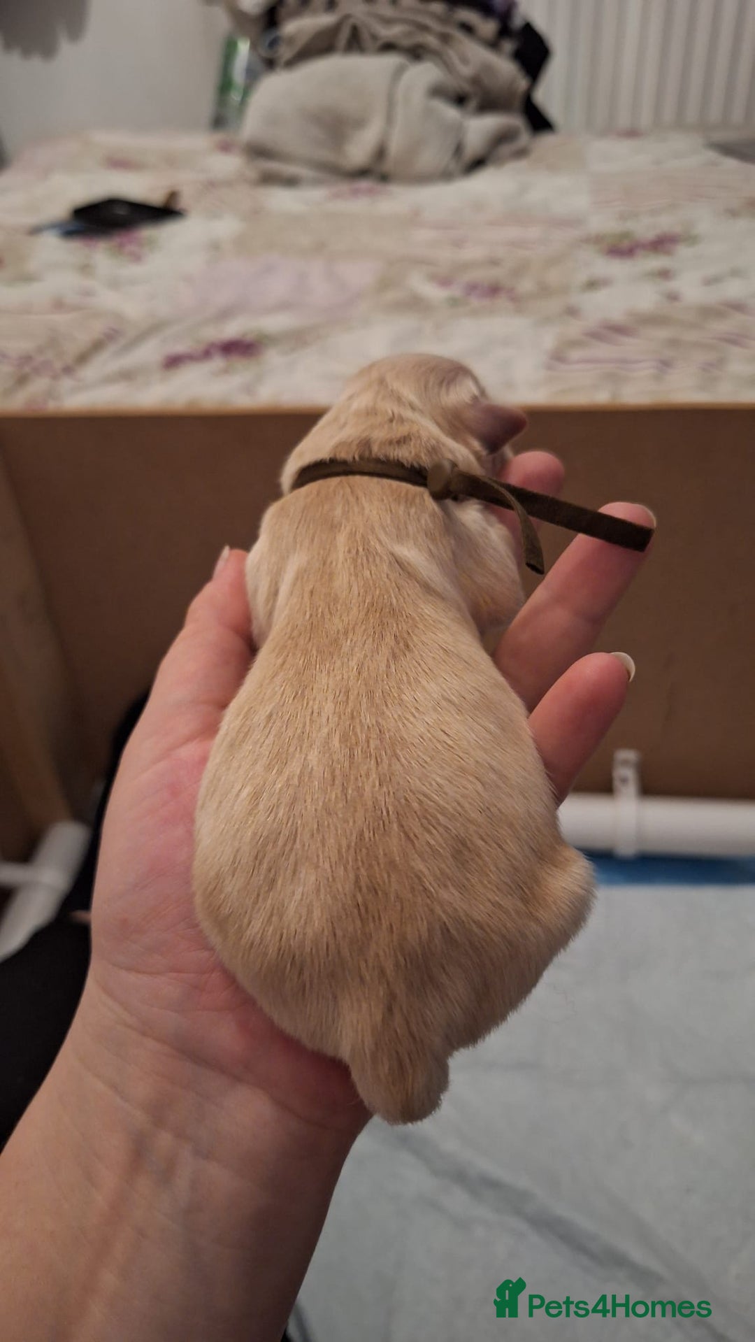 Golden Retriever dogs for sale: European bloodline GR puppies  - Advert 21