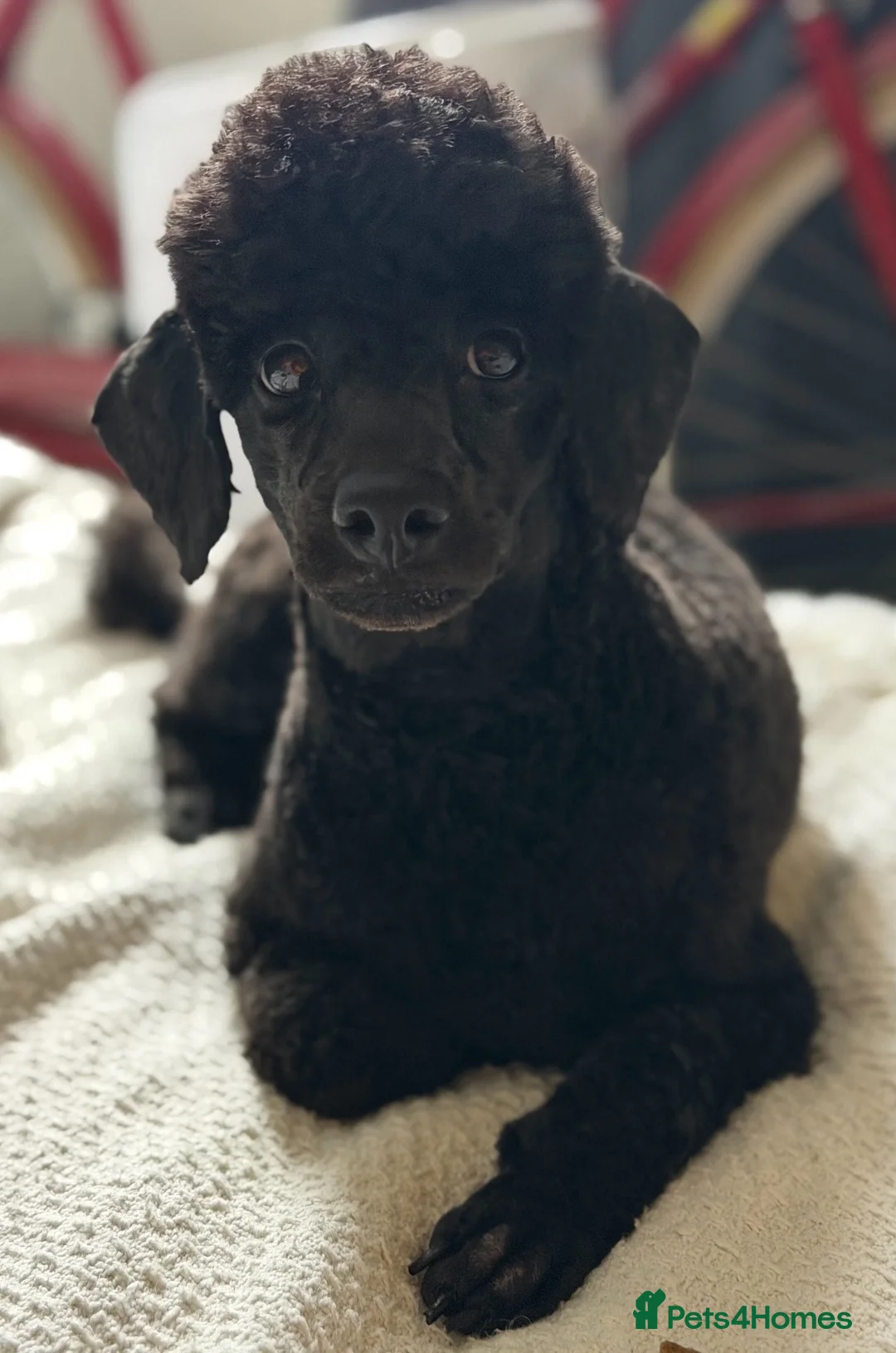Toy Poodle dogs for sale: Black toy poodle in Manchester - Advert 2