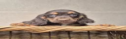 Cocker Spaniel dogs for sale: Kc reg cocker spaniel pups - Advert 8