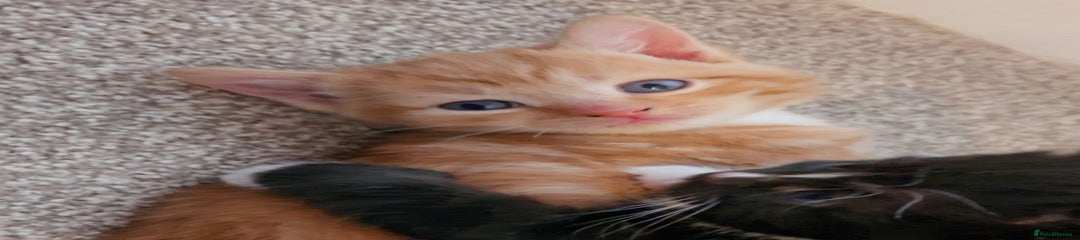 Ginger Male