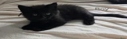 Maine Coon cats for sale: 7 Gorgeous Maine Coon kittens. - Advert 17