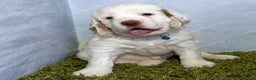 Clumber Spaniel dogs for sale: Pedigree KC Clumber Spaniel Puppies - Advert 7