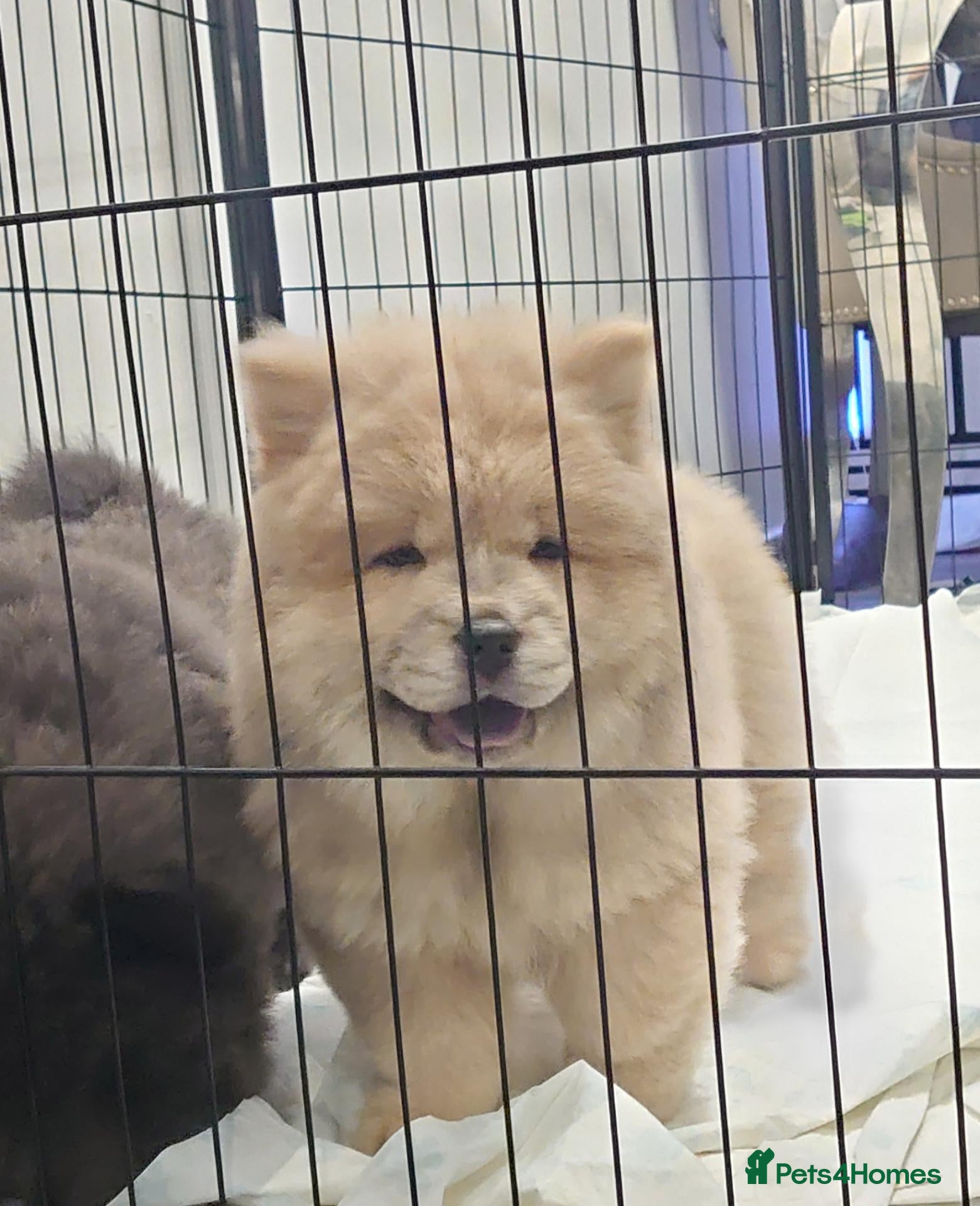 Chow Chow dogs Last ones remaining Ready Now Chow Puppy's 💙💓 - Advert 11