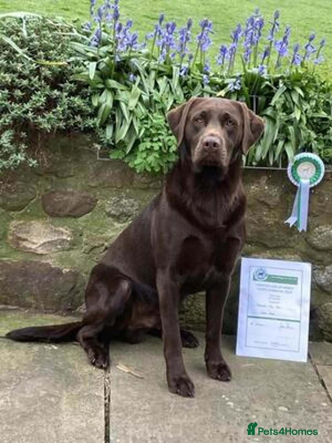 Labrador Retriever dogs for sale: Chocolate Labrador Puppies For Sale - Advert 8