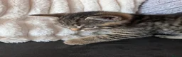 Mixed Breed cats for sale: Kittens for sale  in Larkhall - Advert 2