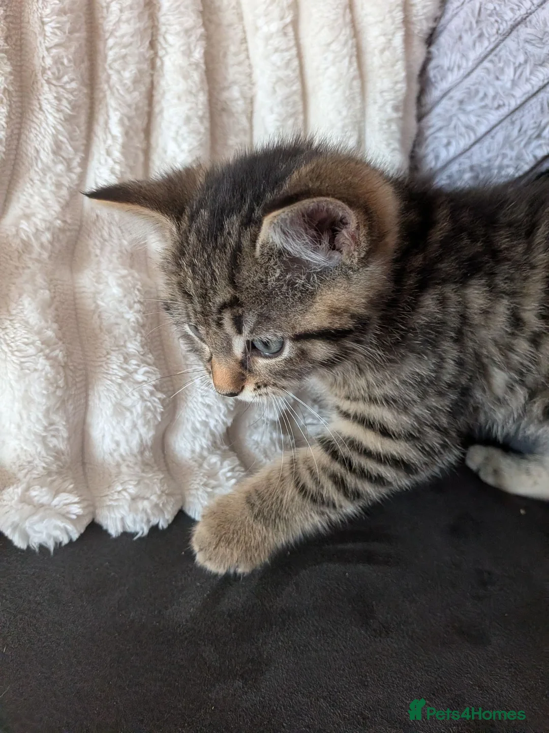 Mixed Breed cats for sale: Kittens for sale  in Larkhall - Advert 2