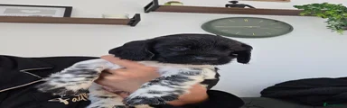Sprocker 5