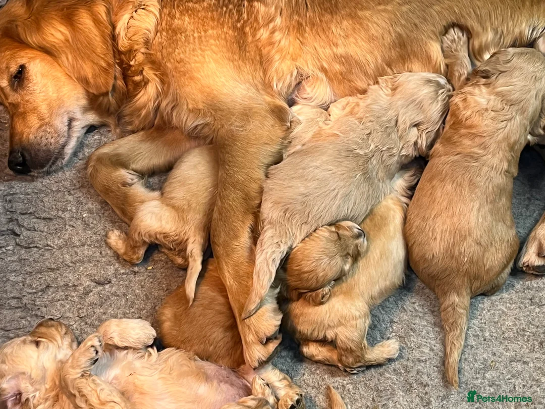 Goldendoodle dogs for sale: Stunning goldendoodle pups  - Advert 2