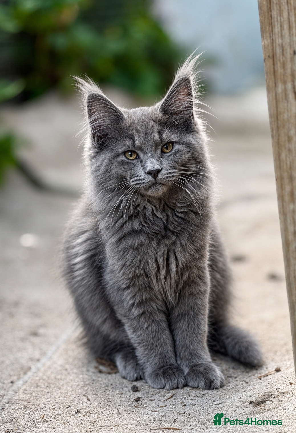 Maine Coon cats Purebred Maine Coon Kittens.Blue,Black Smoke,Tabby - Advert 2