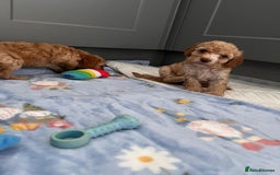 Cavapoo dogs for sale: * Cavapoo Boys available * - Image 26