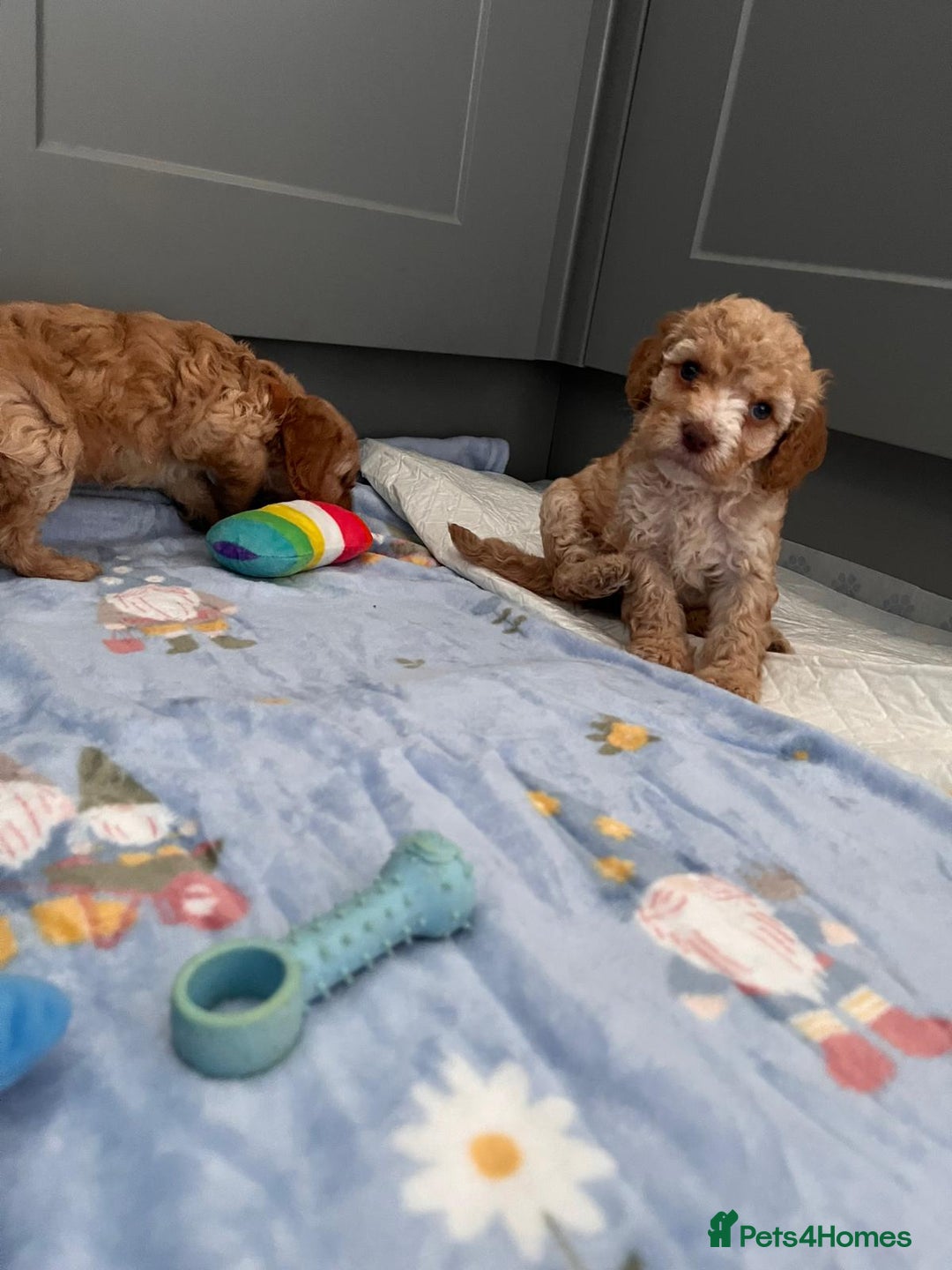 Cavapoo dogs for sale: * Cavapoo Boys available * - Image 26