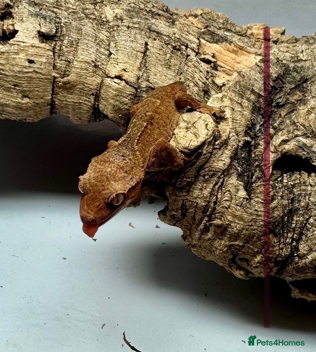 Gecko reptiles for sale: Baby Crested Geckos for Sale – Multiple Morphs  - Advert 14