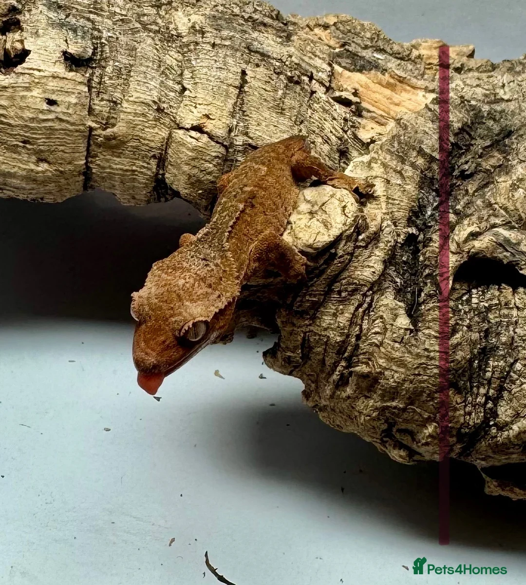 Gecko reptiles for sale: Baby Crested Geckos for Sale – Multiple Morphs  - Advert 7
