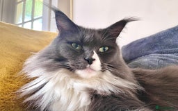 Maine Coon cats for sale: big fluffy blue girl - Image 1