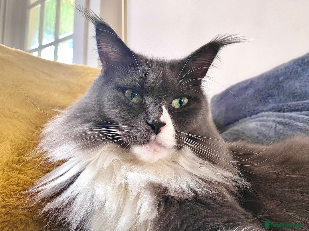 Maine Coon cats for sale: big fluffy blue girl - Image 1