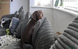 Miniature Dachshund dogs for stud: Stud Available  - Image 10