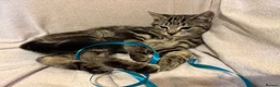 Mixed Breed cats for sale: Gorgeous healthy kitten looking for a loving home  - Advert 4