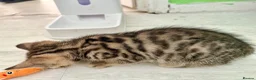 Bengal cats for sale: 1 gorgeous bengal boy kitten for sale  in London - Advert 27