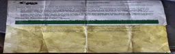 Parrots birds for sale: African grey parrot  - Advert 8