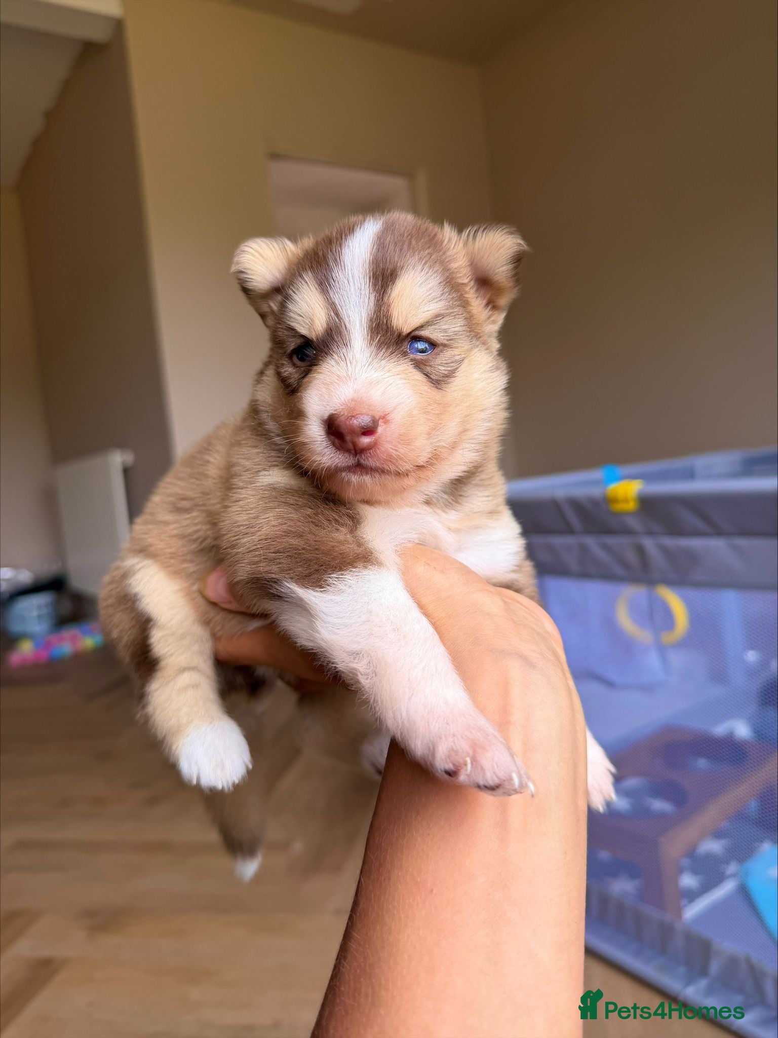 Pomsky dogs Stunning F3 Rare Chocolate Pomskies Health Tested - Advert 4