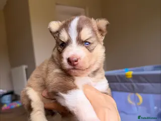 Pomsky dogs Stunning F3 Rare Chocolate Pomskies Health Tested - Advert 4