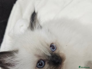 Ragdoll cats Ragdoll Kittens ready to leave us on 15th Dec - Advert 18