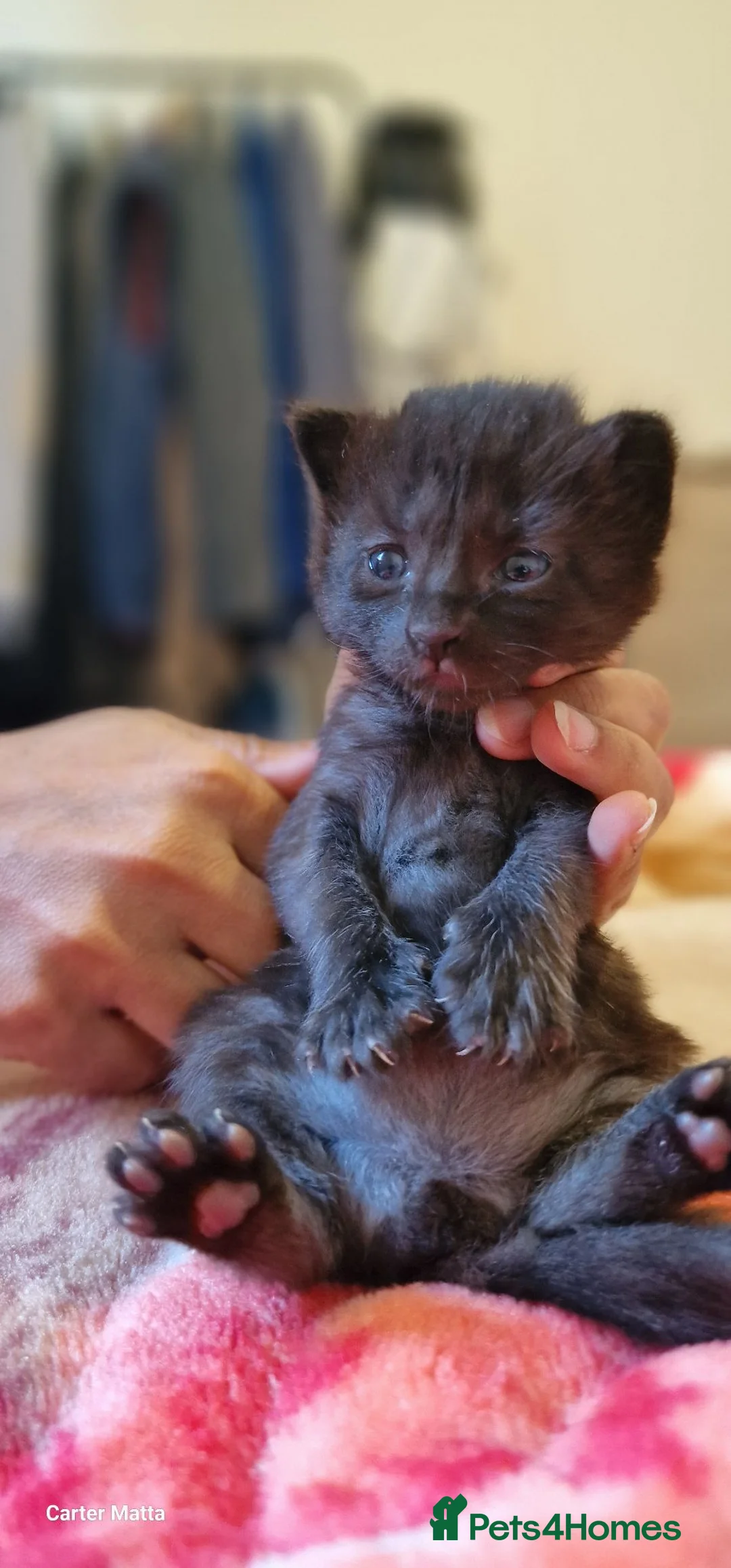 British Longhair cats for sale: Kittens  - Advert 1