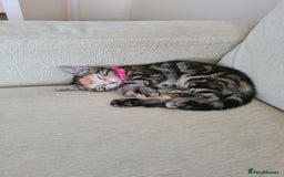 Mixed Breed cats for sale: Friendly kitten - Image 5
