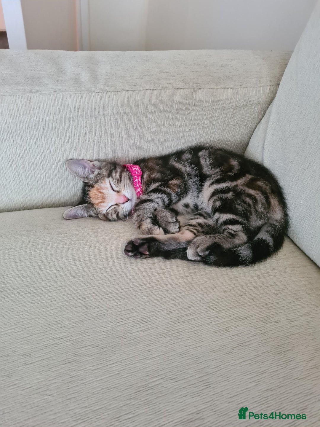 Mixed Breed cats for sale: Friendly kitten - Image 5