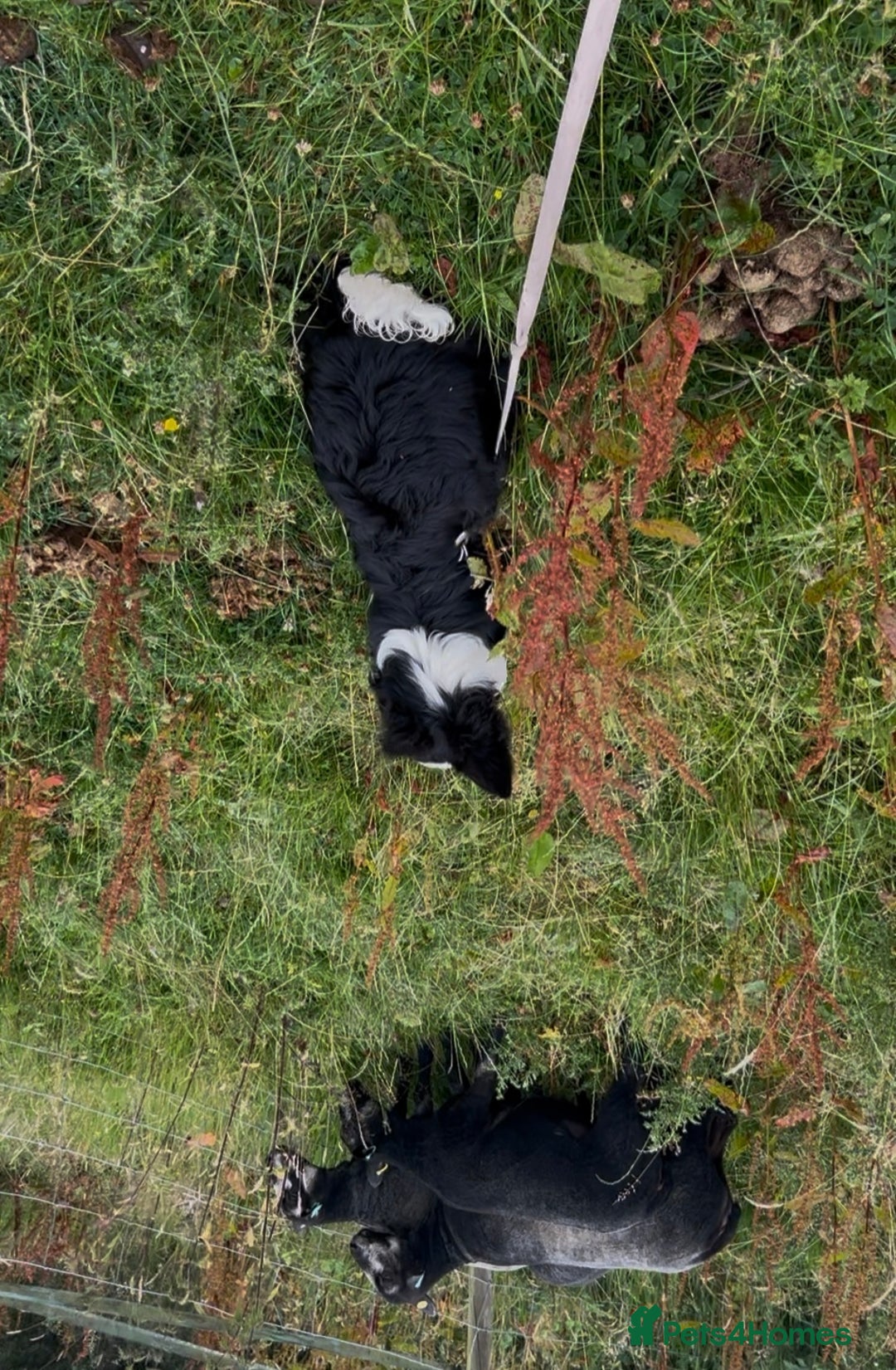 Border Collie dogs for sale: Bryndau Minnie - Image 5
