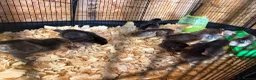 Chickens poultry for sale: Day old chicks (mixed breeds)  - Advert 3
