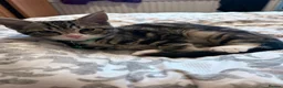 Mixed Breed cats for sale: 4 lovely kittens looking for loving & caring home in Luton - Advert 21
