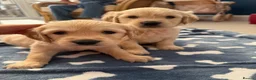 Golden Retriever dogs for sale: Kennel Club Health Tested Golden Retriever Puppies - Advert 20